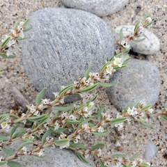 Polygonum