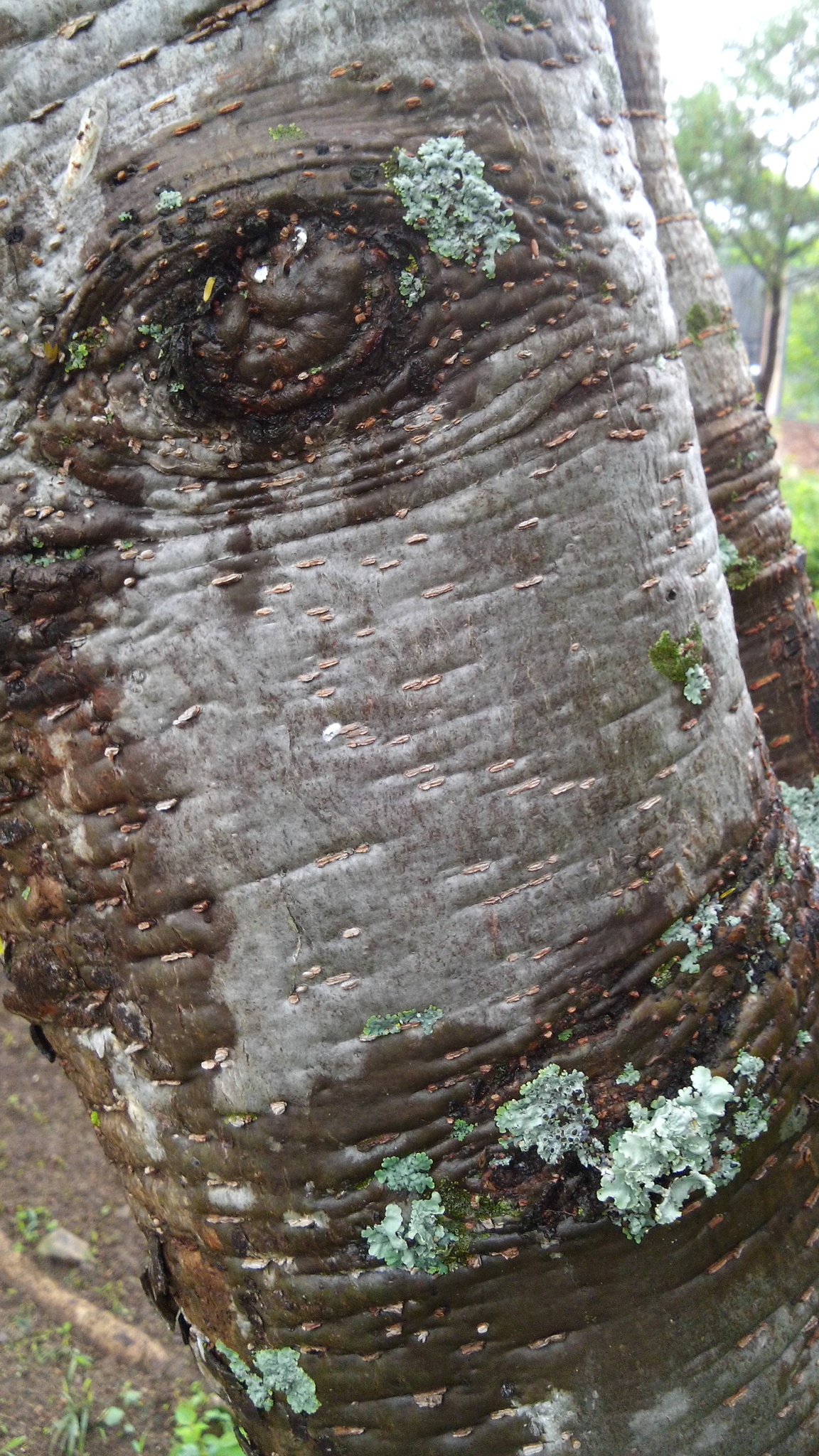 Arbol De Guajes