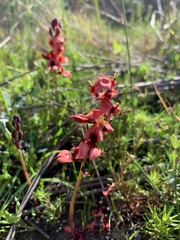 Indigofera procumbens