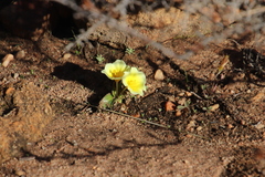 Moraea luteoalba