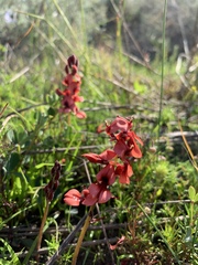 Indigofera procumbens