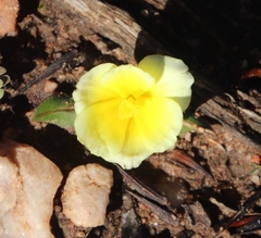 Moraea luteoalba