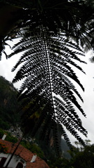 Leucaena esculenta