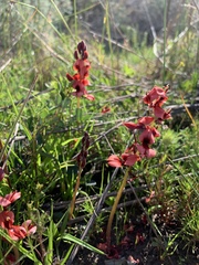 Indigofera procumbens
