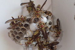 Polistes exclamans