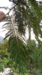 Leucaena esculenta