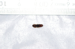 Physorhinus marginatus