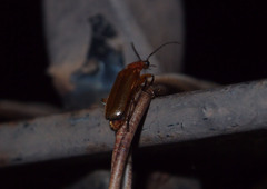 Macrosilis