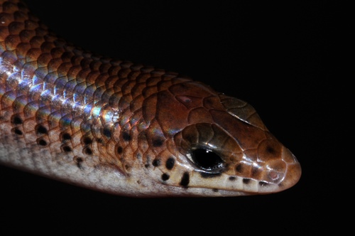 Sundevall's Writhing Skink