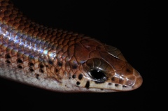 Sundevall's Writhing Skink photo 4