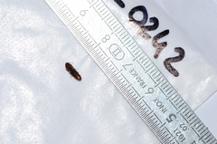 Physorhinus marginatus