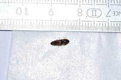 Physorhinus marginatus