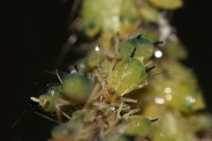 Impatientinum asiaticum