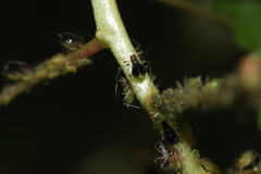 Impatientinum asiaticum