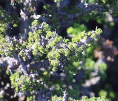 Pelargonium alternans alternans