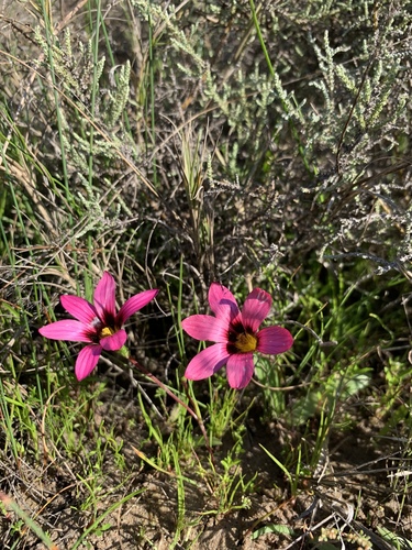 Romulea cruciata
