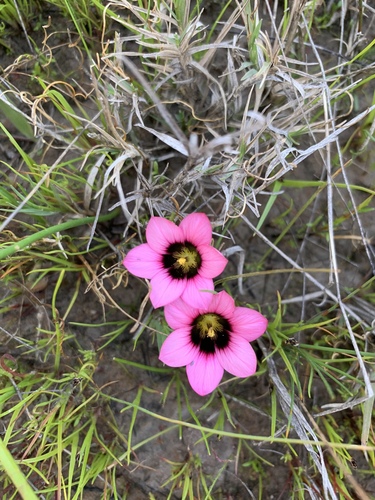 Romulea cruciata