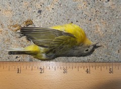 Leiothlypis ruficapilla