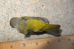 Leiothlypis ruficapilla