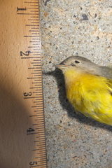 Leiothlypis ruficapilla