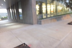 Leiothlypis ruficapilla