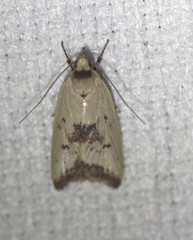 Ageletha elaeodes