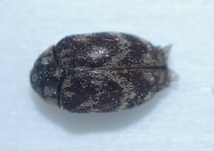 Anthrenocerus australis