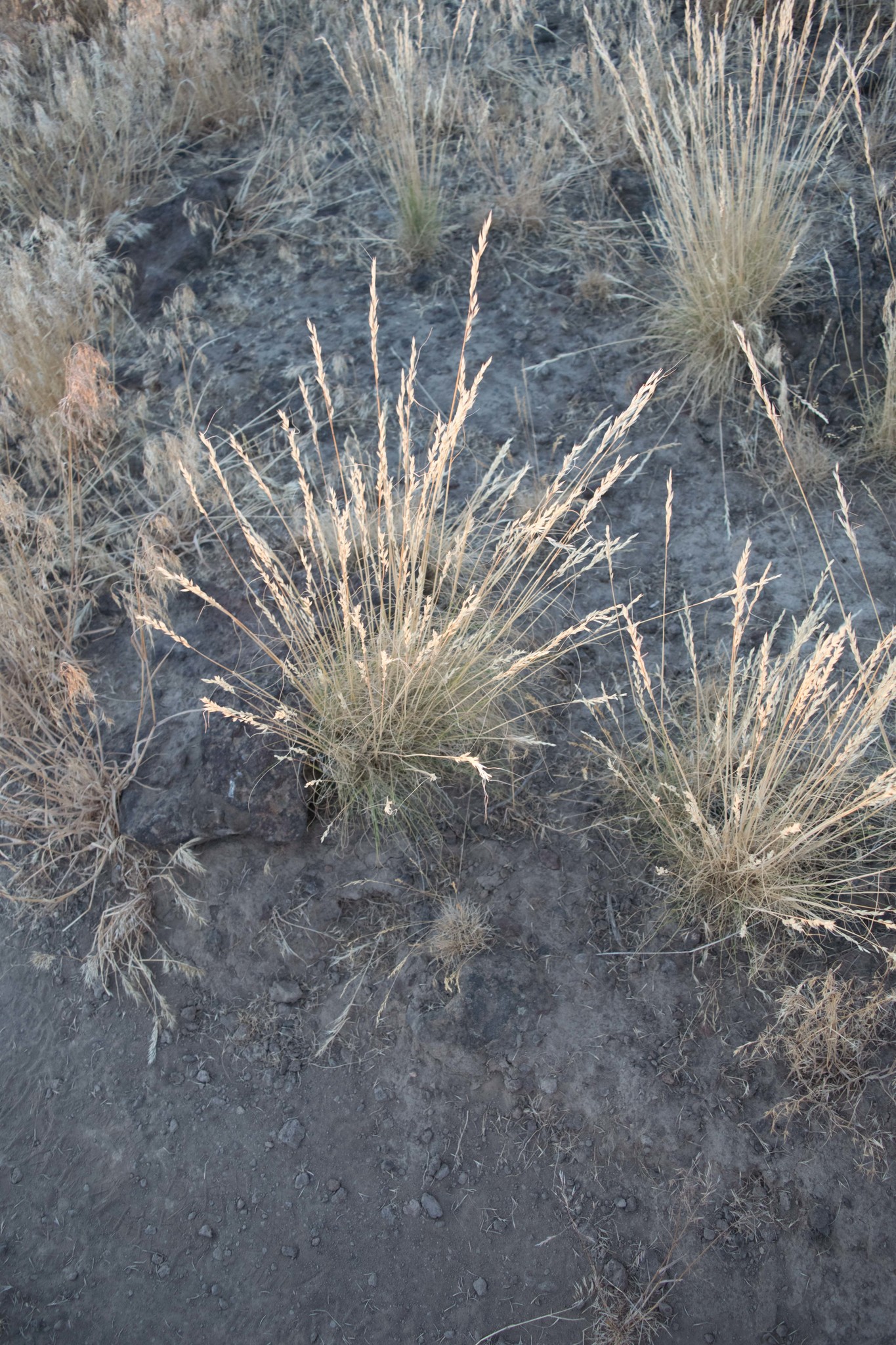 Poa secunda ssp. juncifolia