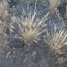 Poa secunda juncifolia - Photo (c) Ryan McMinds, algunos derechos reservados (CC BY), subido por Ryan McMinds
