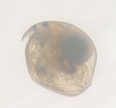 Chydorus sphaericus