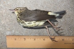 Parkesia noveboracensis