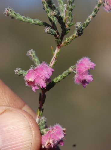 Image of Erica plumosa by (c) Tony Rebelo, some rights reserved (CC BY-SA)