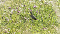 Motacilla flava flava