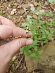 Fleischmannia incarnata