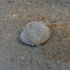 Liocarcinus holsatus