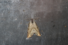 Plagiomimicus ochoa