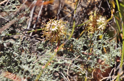 Image of Serruria effusa by (c) Tony Rebelo, some rights reserved (CC BY-SA)