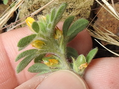 Acmispon brachycarpus