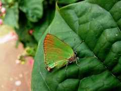 Cyanophrys herodotus