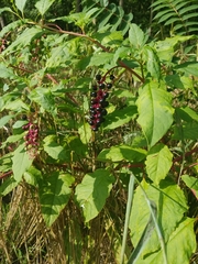 Phytolacca americana