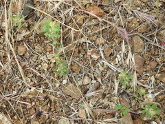 Acmispon brachycarpus