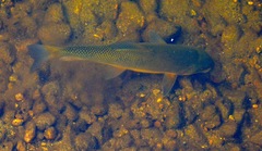 Catostomus macrocheilus