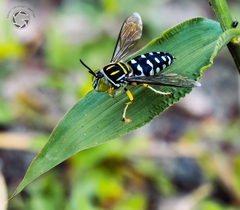 Stictia