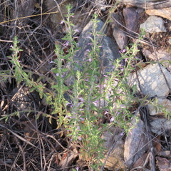 Hedeoma dentata