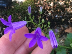 Campanula poscharskyana