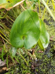 Calla palustris