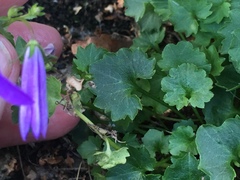 Campanula poscharskyana