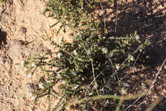 Macrostylis squarrosa