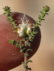 Macrostylis squarrosa