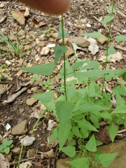 Fleischmannia incarnata